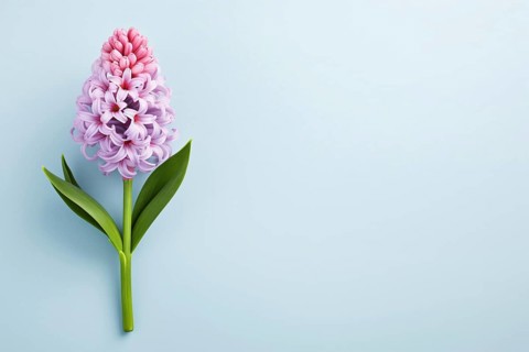 Single violeta nd pink Hyacinth flower on pastel blue background with copy space. KI generiert,