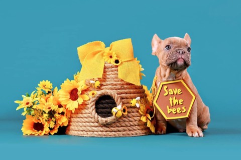 Fawn French Bulldog dog puppy with 'Save the bees' sign next to beehive and flowers on teal blue