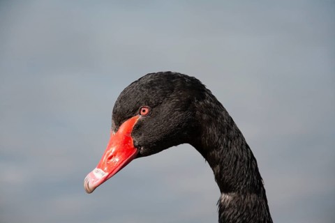 Black swan (Cygnus atratus) adult bird head portrait, England, United Kingdom, Europe