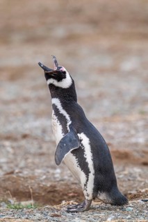 Magellanic penguin (Spheniscus magellanicus) with open beak calling, Penguin National Park on