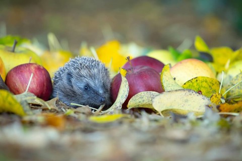 European hedgehog (Erinaceus europaeus) adult animal walking amongst fallen apples on a garden lawn