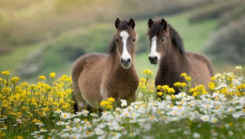 KI generated, animal, animals, mammal, mammals, biotope, habitat, two, flower meadow, foraging,