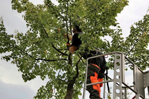 Workers on the work platform pruning or maintaining trees