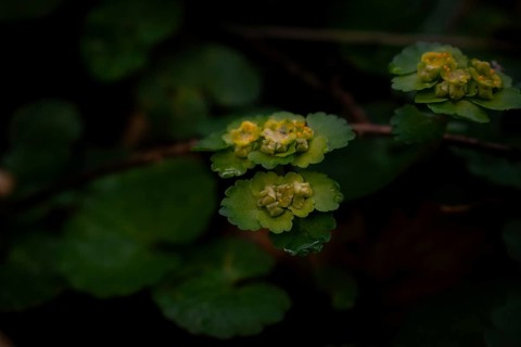 Alternate-leaved golden saxifrage (chrysosplenium alternifolium), close-up, Neubeuern, Germany,