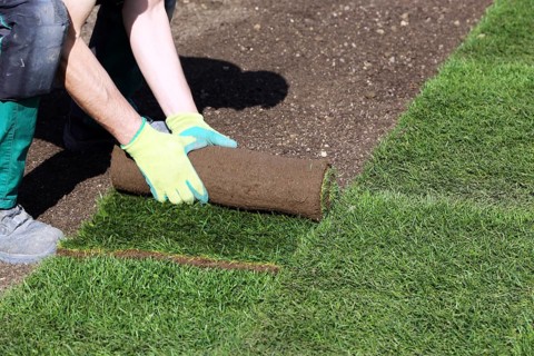 Gardener lays sod