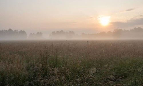 Meadow, sun, spider web, morning mist, Lower Saxony, Germany, Europe