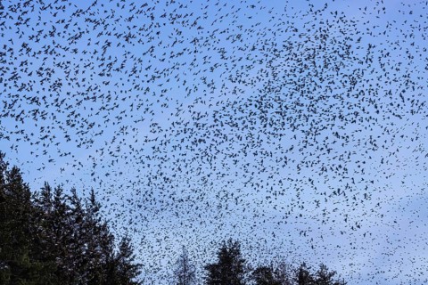 Natural spectacle in the Swabian Alb. Flocks of bramblings (Fringilla montifringilla) spend the