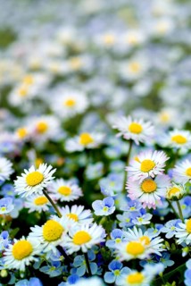 Daisies (Bellis Perennis) and Speedwell (Veronica Persica)