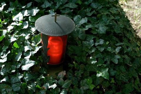 Red gravelight on a ivy covered grave