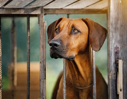 Dog, young dog, Rhodesian Ridgeback, recognised dog breed from South Africa (picture AI generated),