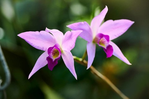 Bamboo orchid (Arundina graminifolia) flower growing in a greenhouse, Bavaria, Germany, Europe