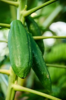Papaya (Carica papaya) fruits hanging on a tree in a greenhouse, Germany, Europe