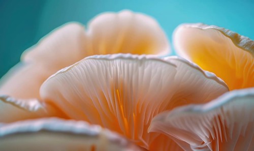 Mushroom Pleurotus ostreatus close-up AI generated