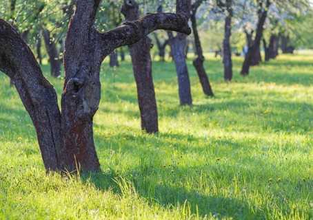 Blooming apple trees in spring park