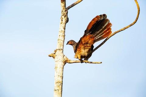 Chaco chachalaca (Ortalis canicollis) Pantanal Brazil