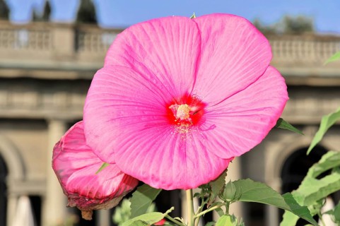 Flowering Hibiscus cultivar Red Heart (Hibiscus syriacus cultivar Red Heart) Florence, Tuscany,