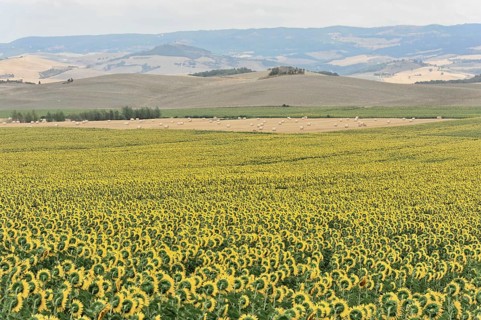 Sunflower field, sunflowers (Helianthus annuus), landscape south of Montepulciano, Tuscany, Italy,