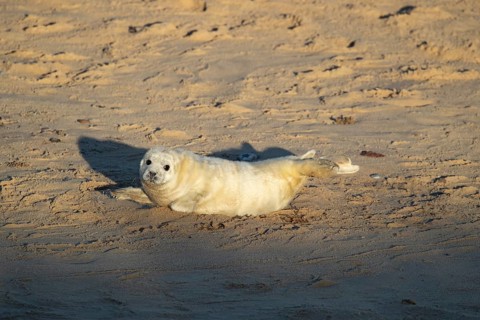 Atlantic grey seal (Halichoerus grypus) juvenile baby pup animal resting on a beach, Norfolk,