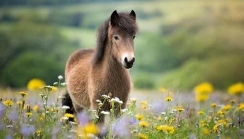 KI generated, animal, animals, mammal, mammals, biotope, habitat, one, individual animal, foraging,