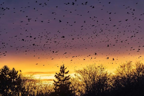 Natural spectacle in the Swabian Alb. Flocks of bramblings (Fringilla montifringilla) spend the