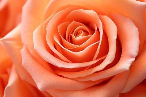Close up of peach colored rose flower. KI generiert, generiert AI generated