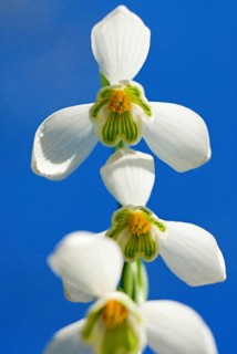 Snowdrop (Galanthus nivalis)