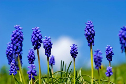 Grape Hyazinth (Muscari botryoides) Bavaria, Germany, Europe