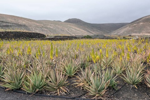 Aloe veras (Aloe vera), plantation, Haria, Lanzarote, Canary Islands, Spain, Europe