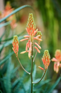 Candelabra aloe (Aloe arborescens) flower growing in a greenhouse, Germany, Europe
