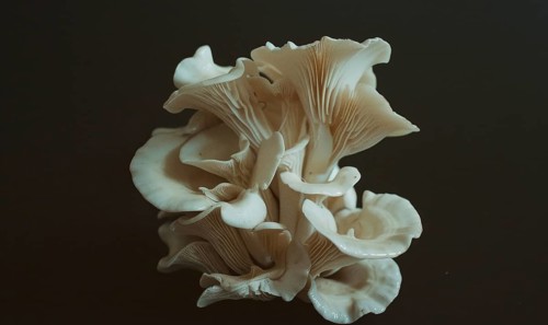 Oyster mushroom on black background, top view, close-up. AI generated