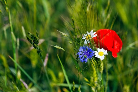 Field flowers, wildflowers in a barley field, symbolic photo, organic farming, organic cultivation,