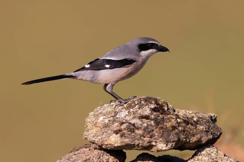 Iberian Grey Shrike (Lanius meridionalis), Southern Grey Shrike, Fuerteventura, Extremadura, Spain,