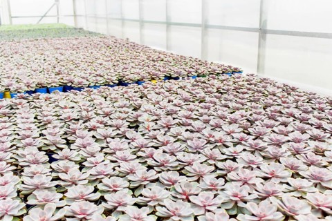 Various types of succulent in flower pots in the greenhouse. Closeup, selective focus