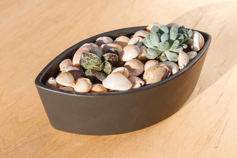 Small succulents in a ceramic pot on a wooden background