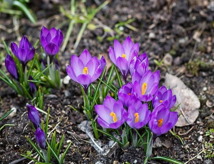 Purple crocuses germinate in the spring in the garden. Symbol of spring
