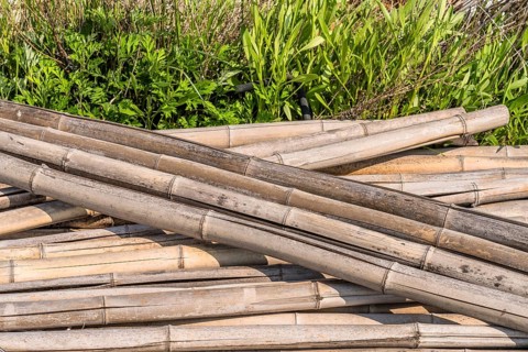 Weathered cracked bamboo poles laying in grass on sunny day in South Korea