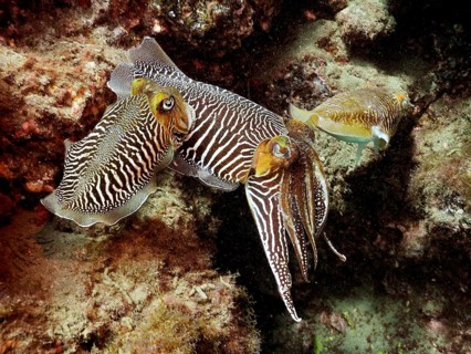 Pair of common cuttlefish, common cuttlefish (Sepia officinalis) mating, dive site El Cabron Marine