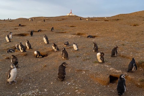 Magellanic penguins (Spheniscus magellanicus) in front of the lighthouse in the Penguin National