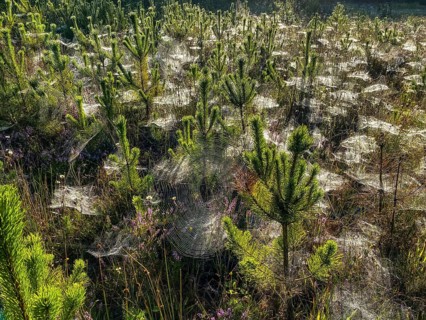 Pine grove with many cobwebs, a large wheel net and dew in the backlight during Indian summer,
