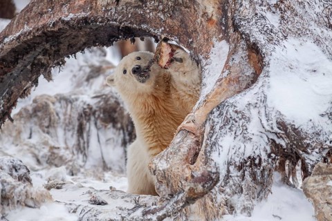 Polar bear (Ursus maritimus), young, feeding on whale bones, Kaktovik, Arctic National Wildlife