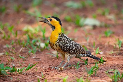Pileated campo flicker (Colaptes campestris) Pantanal Brazil