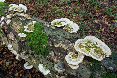 Hairy bracket (Trametes hirsuta), fruiting body on dead wood, trunk of a copper beech (Fagus