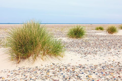 Tuft of grass on sandy beach with the sea in the horizon, Skagen, Denmark, Europe