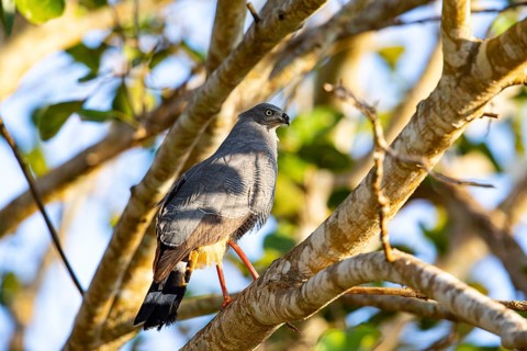 Stilt Buzzard (Geranospiza caerulescens) Pantanal Brazil
