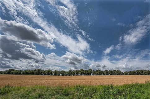 Avenue of large-leaved lindens (Tilia platyphyllos) Cornfield and cloudy sky, Rehna,