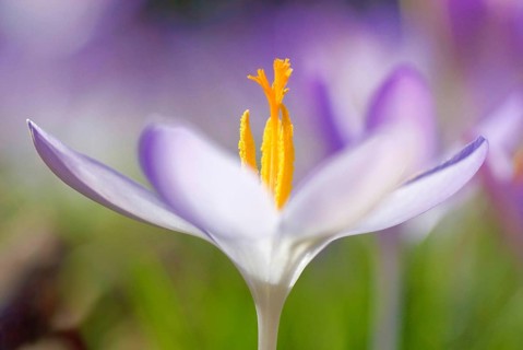 Spring crocus (Crocus Vernus) Munich, Bavaria, Germany, Europe