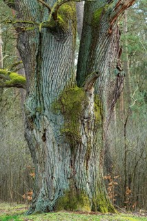 English oak (Quercus robur), trunk, Barnbruch Forest nature reserve, Lower Saxony, Germany, Europe