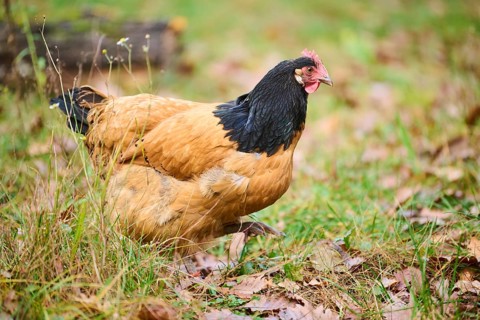 Chicken (Gallus gallus domesticus), 'Vorwerk', on a meadow, Bavaria, Germany, Europe