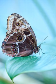 Peleides blue morpho butterfly (Morpho peleides) sitting on a leaf, Germany, Europe