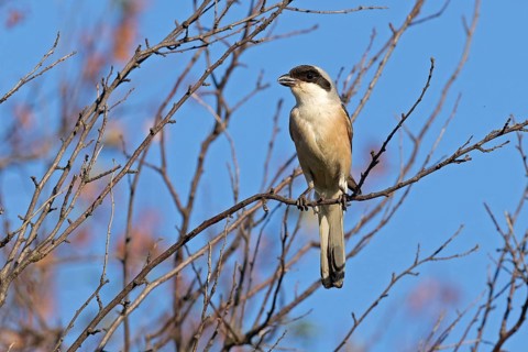 Lesser grey shrike (Lanius minor), Dobruja, Bulgaria, Europe